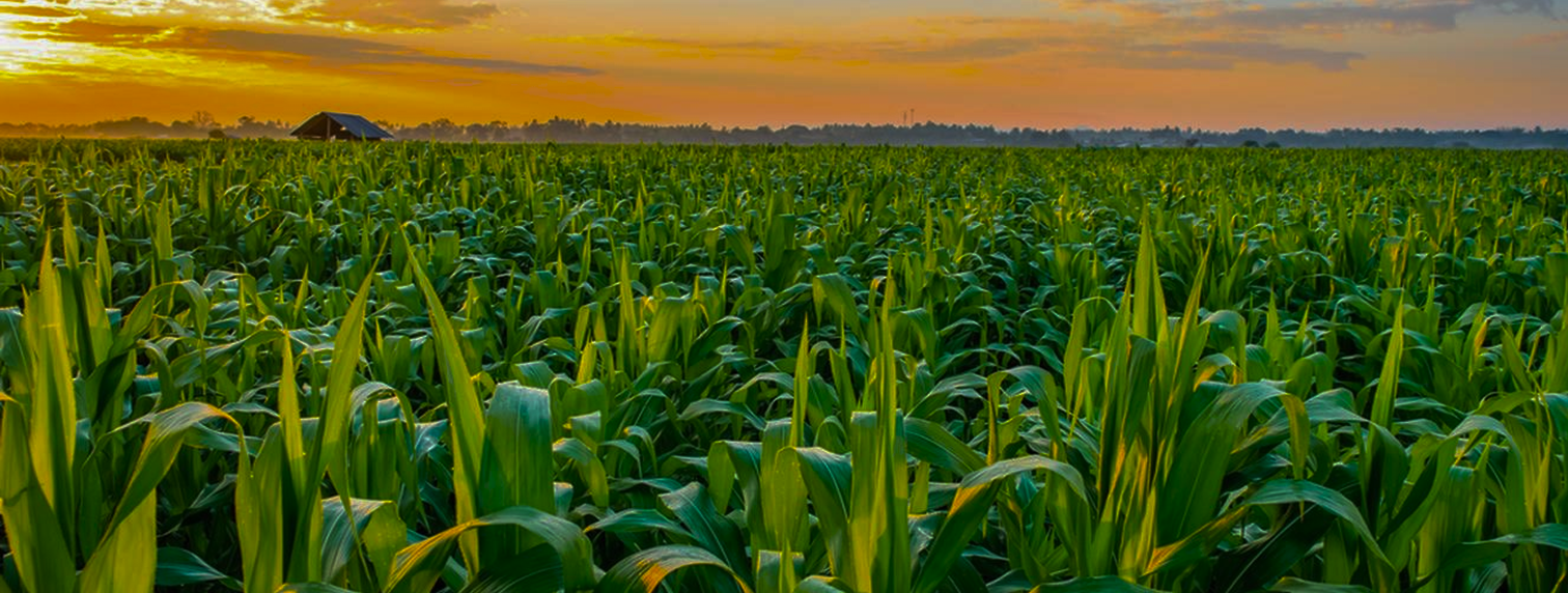 Agricultural Digital Tools