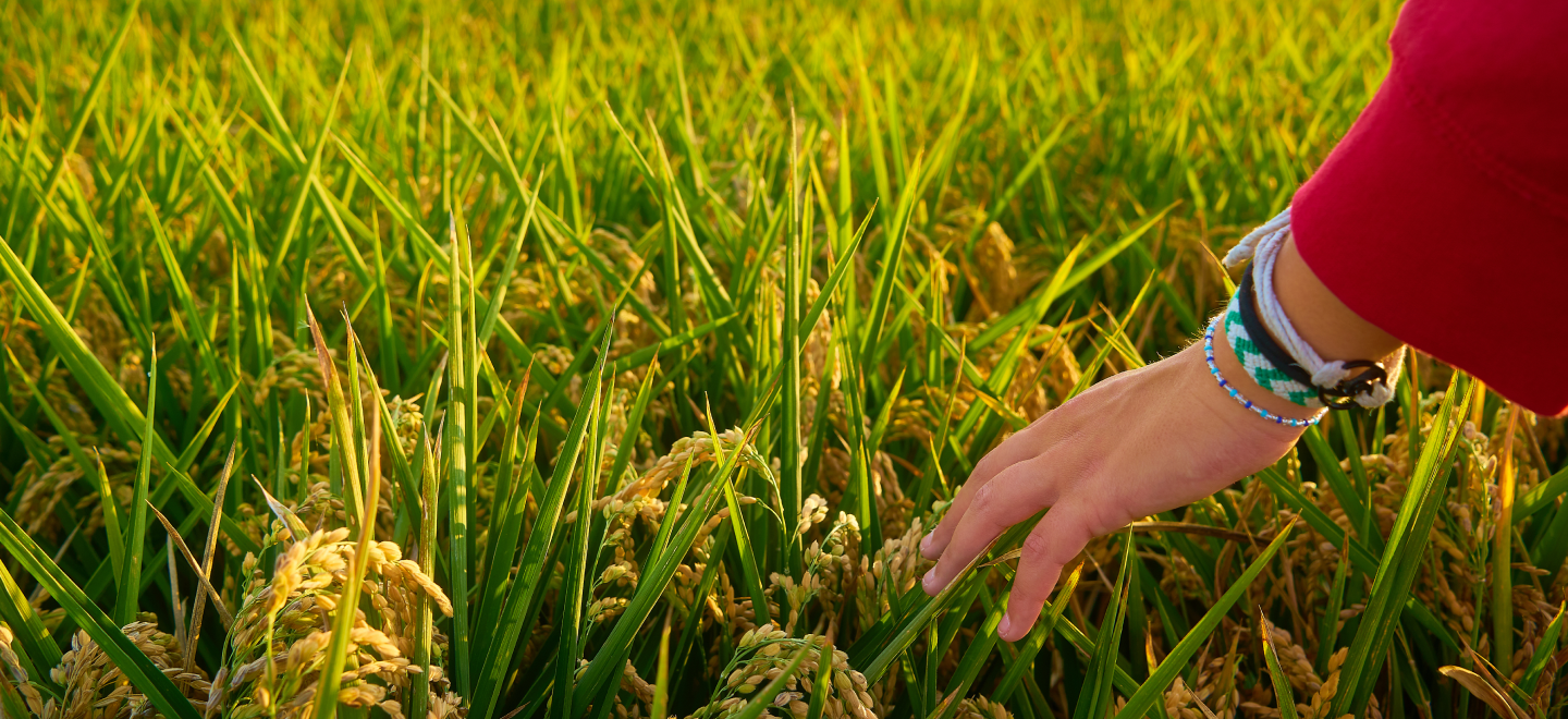 Beyond Ending Hunger: What the SOFI 2026 Means for Southeast Asia