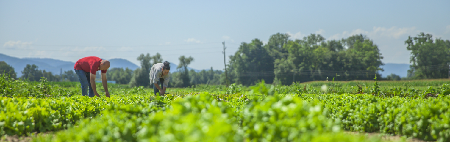 Regenerative Agriculture in Southeast Asia: Promise, Practice, and Evidence