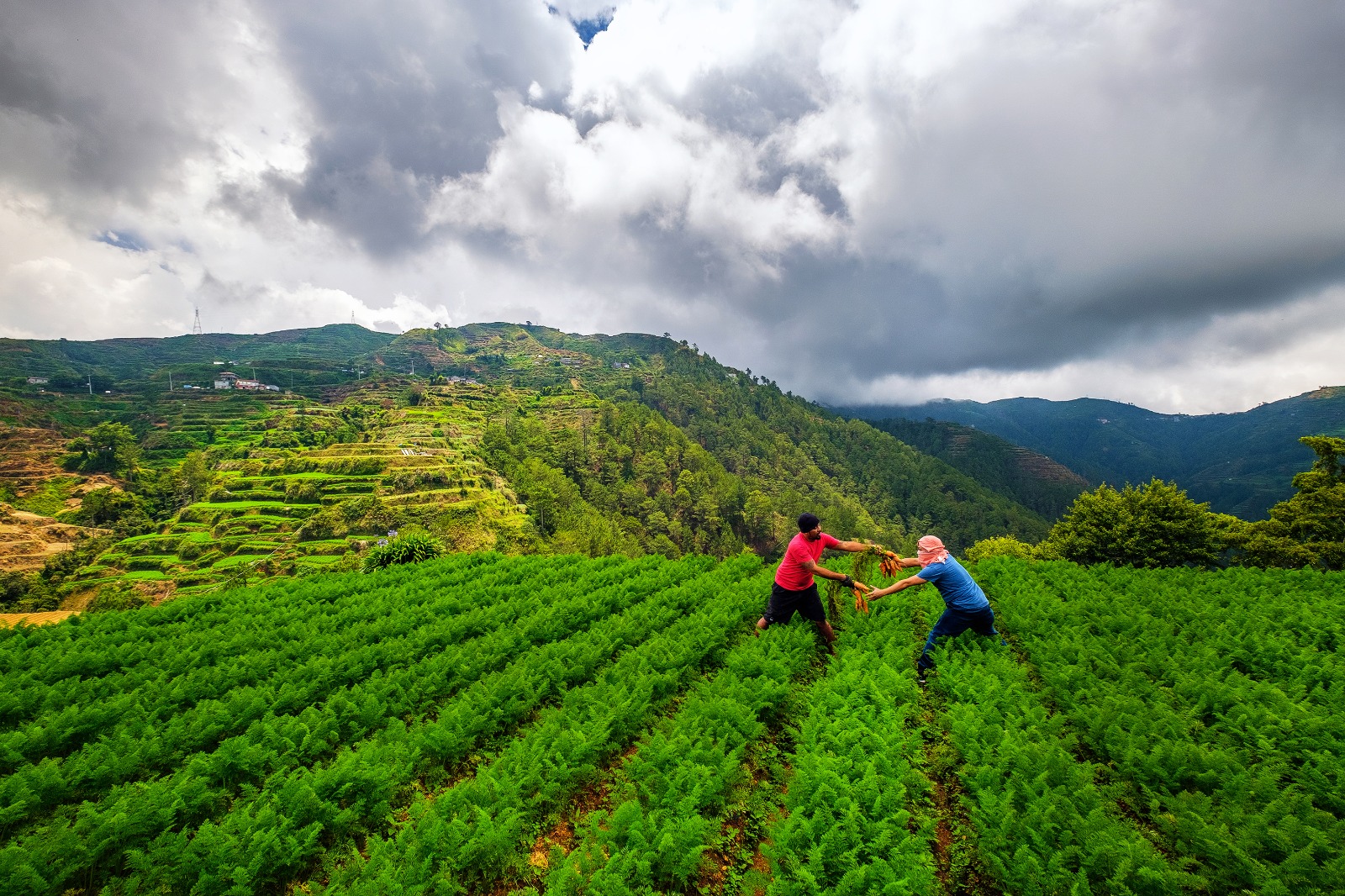 Beyond 1.5°C: What Climate Overshoot Means for SEAsian Agriculture, Forests, & Natural Resources